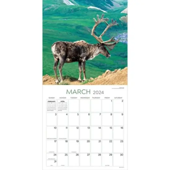TF Publishing 2024 Wall Calendar 12"x12" Wild image {1}