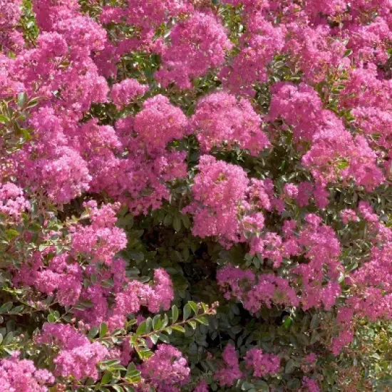 National Plant Network Pocomoke Dwarf Crepe Myrtle - 3gal image {2}