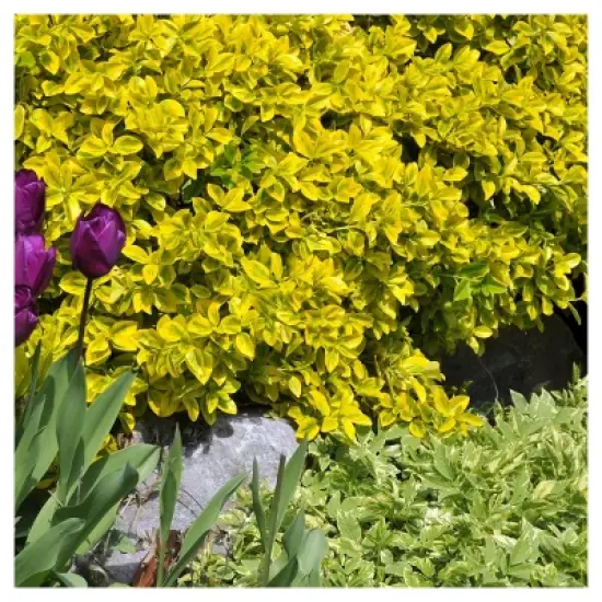 Euonymus 'Golden' 1pc in 2.5 Quart Container - National Plant Network - U.S.D.A. Hardiness Zones 6 - 9 image {2}