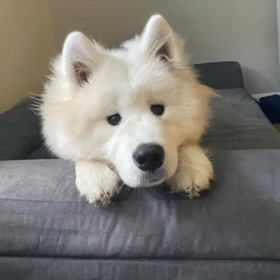 Big Barker 7" Orthopedic Dog Bed - Sofa Edition image {5}