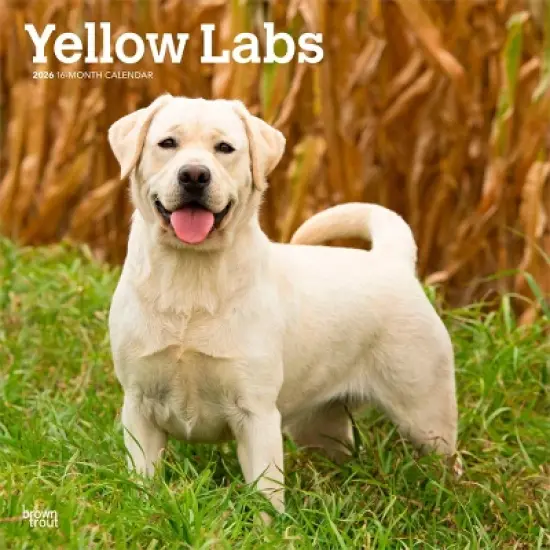 BrownTrout Yellow Labrador Retrievers 2026 12"x24" Hanging Square Wall Calendar Plastic-Free image {9}