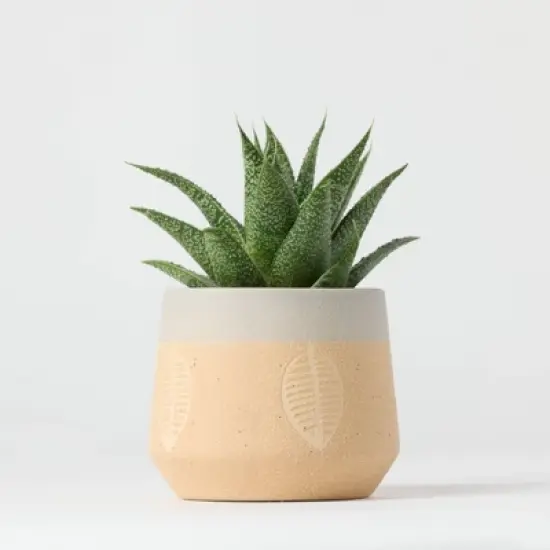 Falling Leaves Live Houseplant - Good Little Garden&trade; image {4}