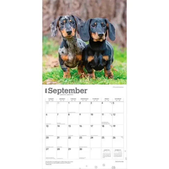 BrownTrout Dachshunds 2026 12"x24" Hanging Square Wall Calendar Plastic-Free image {3}