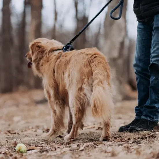 HOOZA Rope Dog Leash - 1" x 5', Dog Outdoor Accessory - Magnetic Quick Clip, Heavy Duty image {6}