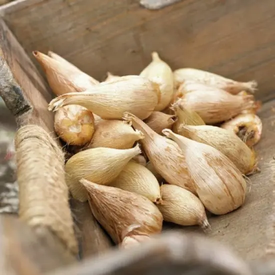 75ct Grand Freesia & Ranunculus Blend Bulbs - Van Zyverden image {1}