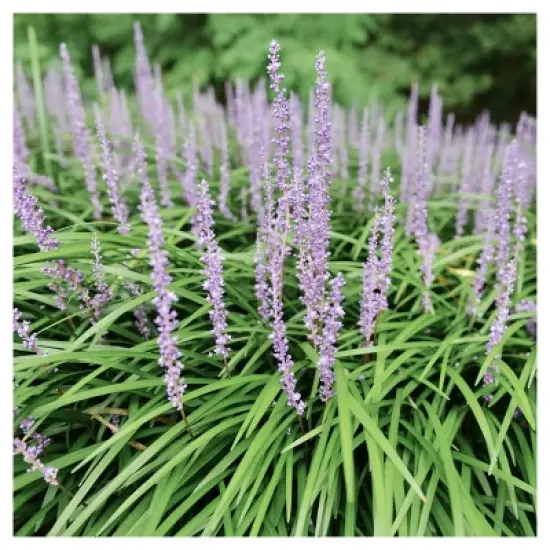 Liriope 'Big Blue' 1pc - National Plant Network - U.S.D.A. Hardiness Zones 5 - 10 image {2}