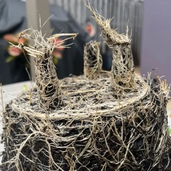 Tierra Garden 7" Round Self-Watering Bamboo Pot image {11}