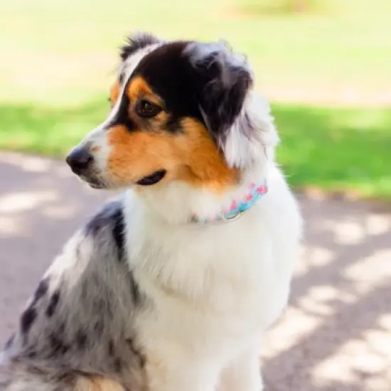 Country Brook Petz HossFit Jr Wide Deluxe Dog Collar - Spring Collection image {8}