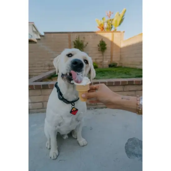 QALO TraQ Powered By Tile Dog and Cat Silicone Bluetooth Trackable Pet ID Tag - Red image {6}