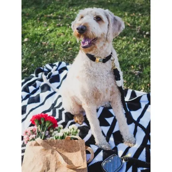 Pink Papyrus Ryan Dog Collar image {2}