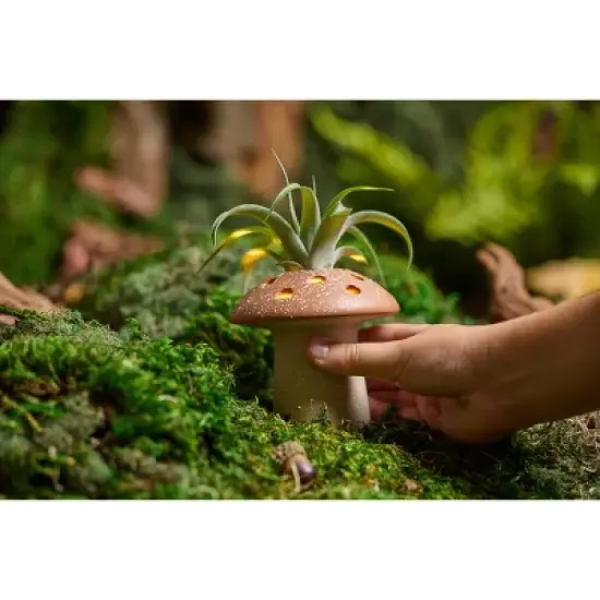 LiveTrends Fairy Ring Live Houseplant image {5}