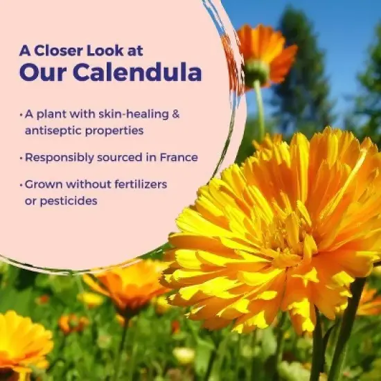 Calendula Burn by Boiron Homeopathic Medicine For Burn Relief  -  1 oz Ointment image {9}
