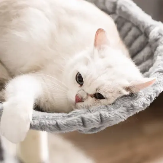 FEANDREA 66.5" Cat Tree Large Cat Tower Cat Condo with Scratching Posts Board 2 Caves 3 Plush Perches image {6}