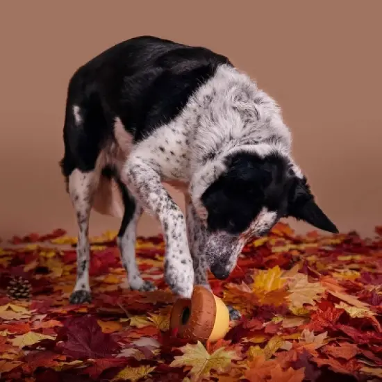 BARK Acorn Super Chewer Dog Toy image {3}