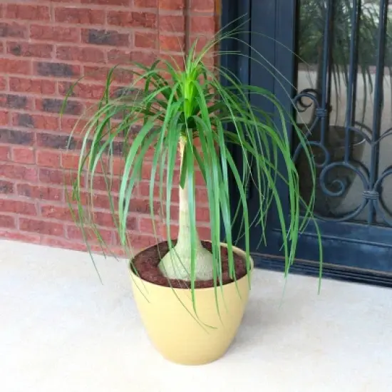 National Plant Network Live Indoor 6" Ponytail Palm Plant image {6}