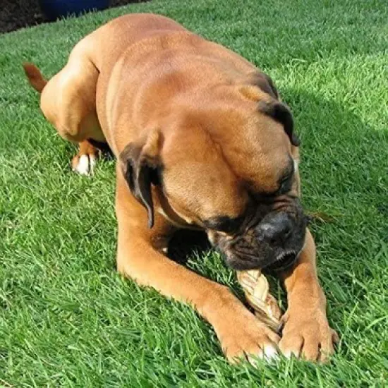 Pawstruck Natural 5" Braided Bully Sticks for Dogs - Grain-Free Rawhide-Free Single Ingredient Chew Treat Supports Dental Health image {4}