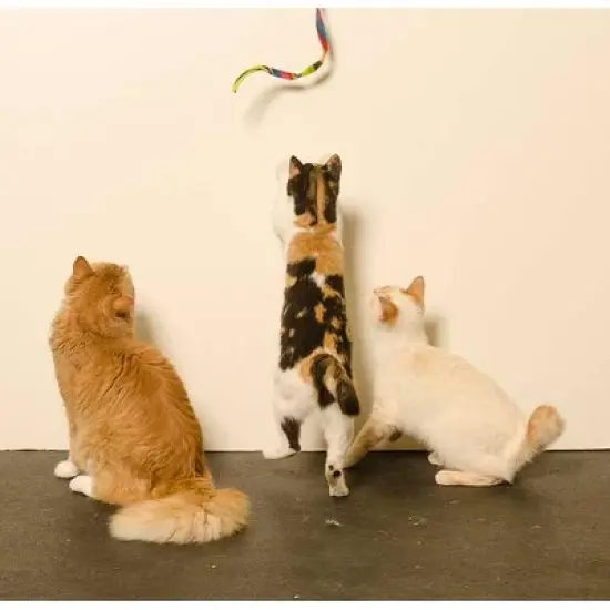 Cat Dancer 301 Cat Charmer Interactive Cat Toy RAINBOW image {1}
