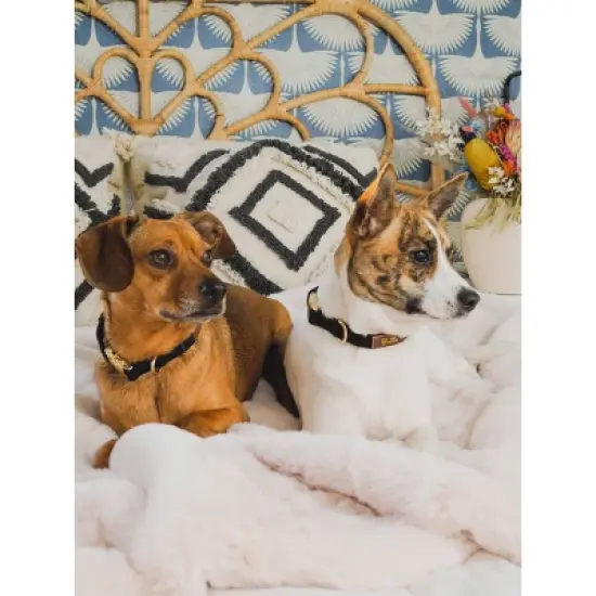 Pink Papyrus Ryan Dog Collar image {3}