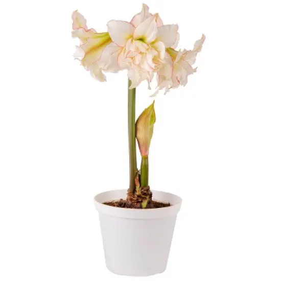 Van Zyverden Amaryllis White/Pink Impatient Flower Bulb image {2}