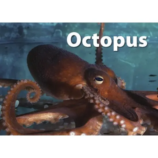 Stages Learning Materials Photographic Memory Matching Game, Sea Life image {8}