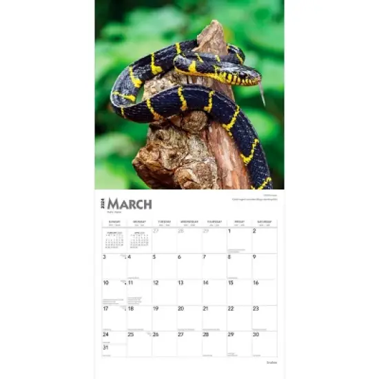 Browntrout 2024 Wall Calendar 12"x12" Snakes image {2}