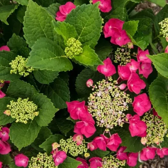 National Plant Network Live Outdoor 4" Cherry Explosion Hydrangea Plants - 3ct image {8}