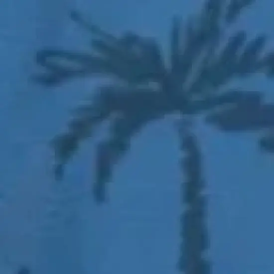 Mad Pelican Scratchy Palms Jeremiah's Trunk Shorts image {2}