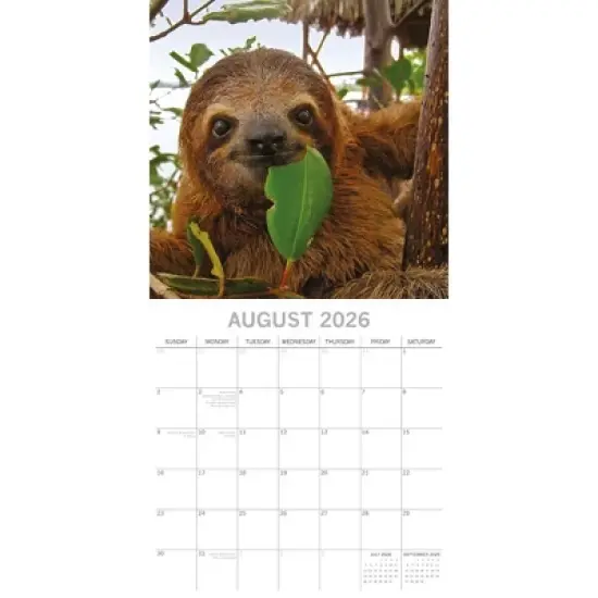 2026 Square Wall Calendar, Sloths, 16-Month Animals Theme with 180 Reminder Stickers (12x12 In) image {2}