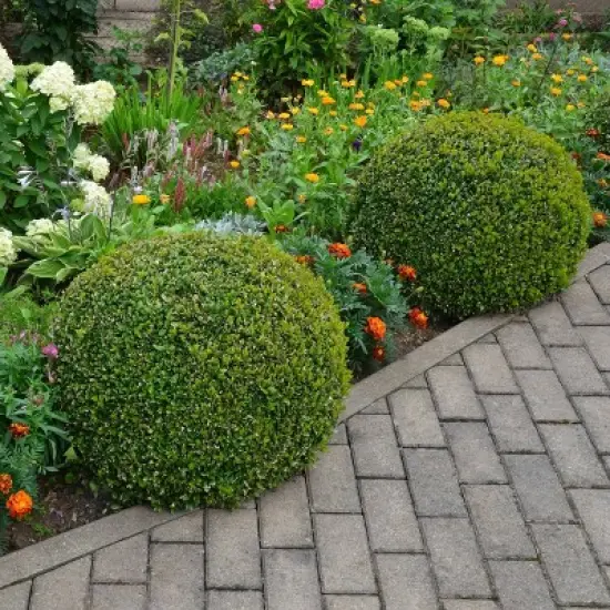 National Plant Network Outdoor Live Wintergreen Boxwood Plant - 1ct 1gal image {2}