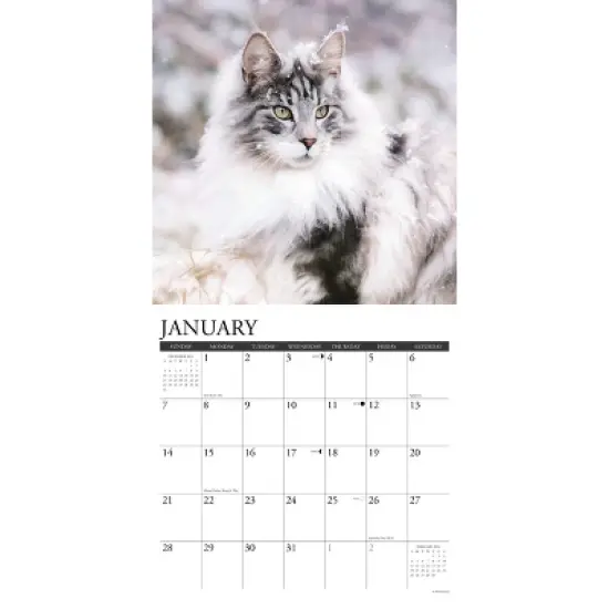 Willow Creek Press 2024 Wall Calendar 12"x12" Just Maine Coon Cats image {2}
