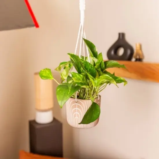 Live 4" Golden Pathos Potted Houseplant image {2}