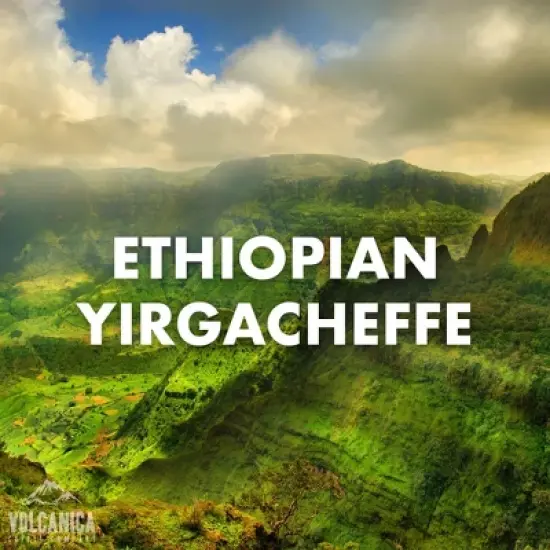 Volcanica Coffee, Ethiopian Yirgacheffe Coffee, Fresh Roasted, 16 oz image {5}