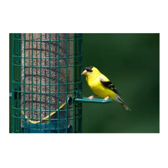 Brome 1016 Squirrel Buster Finch Feeder image {2}