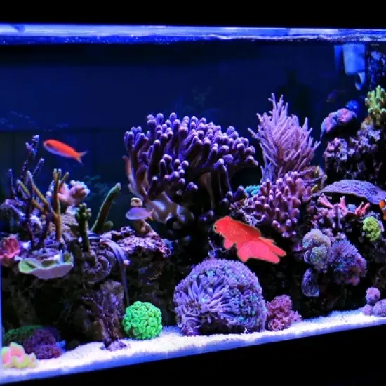 Unique Bargains Aquarium Glowing Simulation Animal Decor Artificial Golden Fish Ornament with Suction Cup Red 1 Pcs image {1}