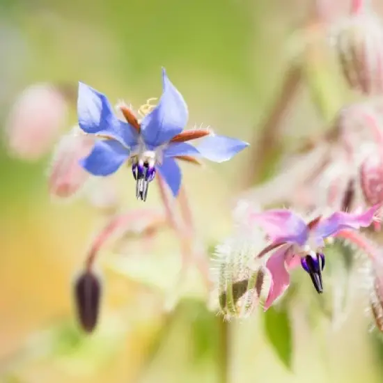 ShiKai Borage Therapy Children's Body Lotion Unscented - 8 fl oz image {3}
