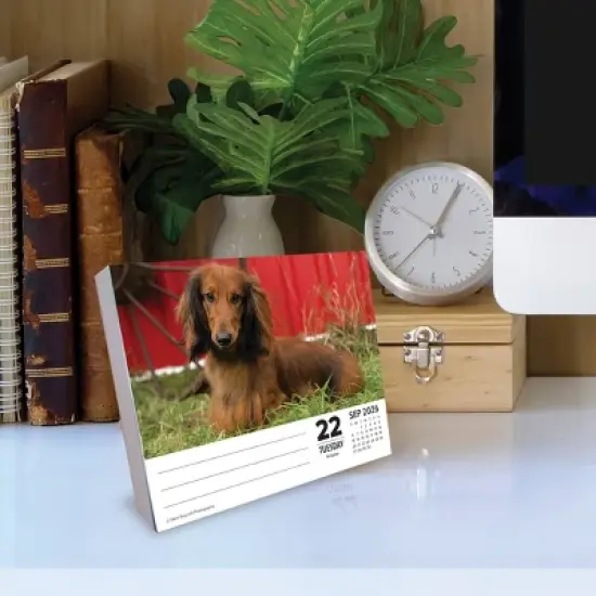 Willow Creek Press 2026 Dachshunds Box Calendar image {2}