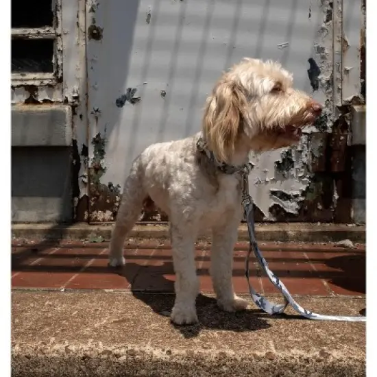 Country Brook Petz Urban Camo Martingale Dog Collar and Leash image {2}