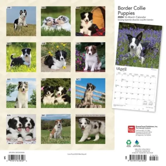 Browntrout 2024 Wall Calendar 12"x12" Border Collie Puppies image {1}