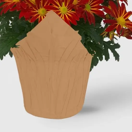 Live 6" Pelee Mum Cover - Good Little Garden&trade; image {2}