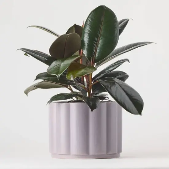 Greenwich Foliage - Good Little Garden&trade; image {4}