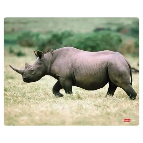 Roylco What's Inside Animals? image {4}