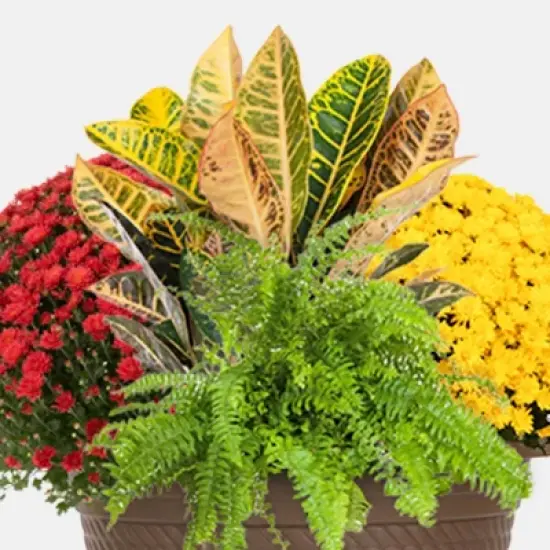 12" Fall Combo Planter - Good Little Garden&trade; image {1}