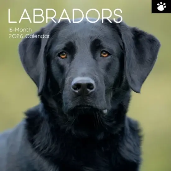 2026 Square Wall Calendar, Labradors, 16-Month Animals Theme with 180 Reminder Stickers (12x12 In) image {4}