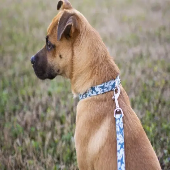 Country Brook Petz Premium Sharks Dog Collar image {1}