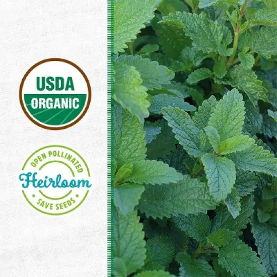 Back to the Roots Organic Lemon Balm Wellness Planter Grow Kit with Pot Soil and Seeds image {3}