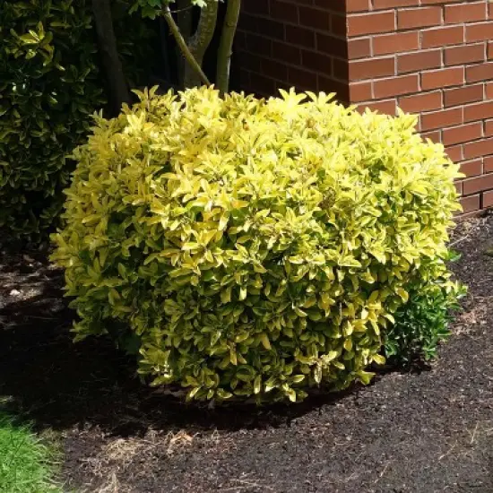 National Plant Network Live Outdoor Golden Euonymus Plant - 1ct 1gal image {2}