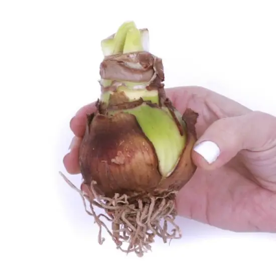 Van Zyverden Amaryllis Apricot Parfait Flower Bulb image {2}