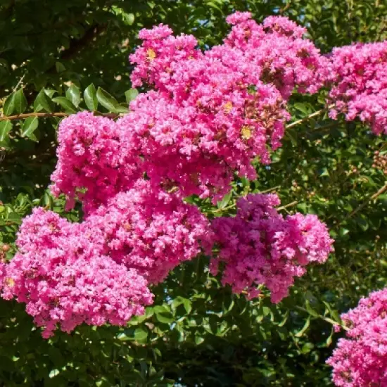 National Plant Network Pocomoke Dwarf Crepe Myrtle - 3gal image {4}