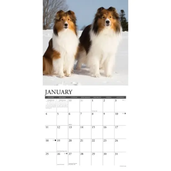 Willow Creek Press 12"x12" 2026 Shelties Wall Calendar image {2}