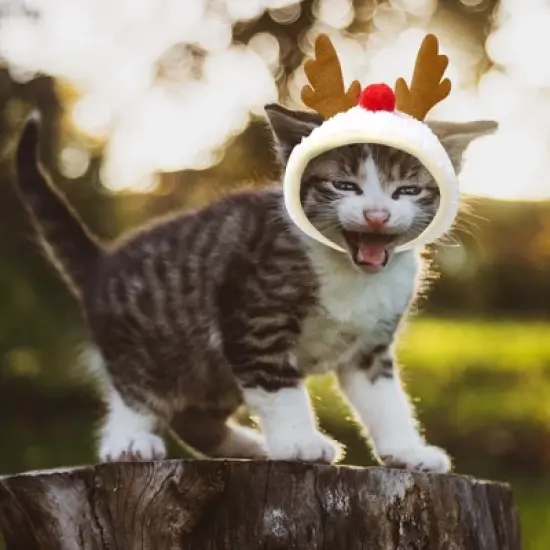 Unique Bargains Christmas Holiday Dog Hat Pompoms Headwear Costume image {4}